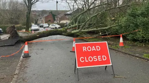 Photograph of a fallen tree on Besom Lane in Millbrook after the Stalybridge tornado.