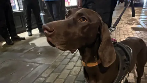 A brown English pointer dog, wearing a black search dog harness and lead, on a cobbled street outside a bar in Beverley. Several police officers, wearing black trousers, can be seen from the waist down.