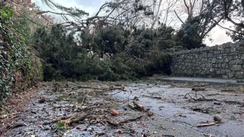 BBC Photo of a large tree lying in the road with twigs and pinecones scattered in front of it.