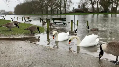 s Pace A number of swans and geese in the foreground on water that extends beyond the river behind them, past submerged benches, and out onto the bank.