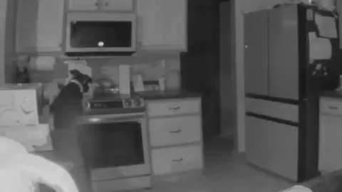 Dog accidentally turning on stove