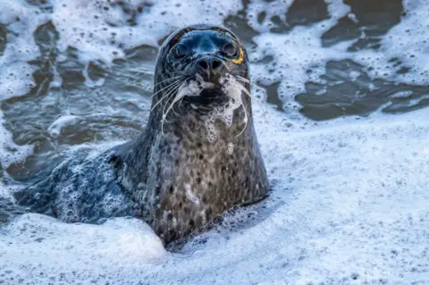 Steven Neish Seal in the water with foamy bubbles on its whiskers