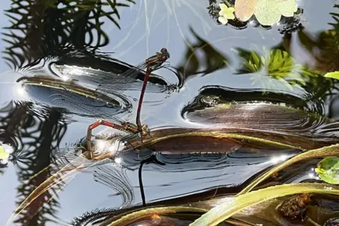 Andy Lewis A damsel fly has its tail locked onto the head of another damselfly above the water.