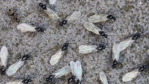 Getty Images A close-up of several winged ants walking on a pavement.
