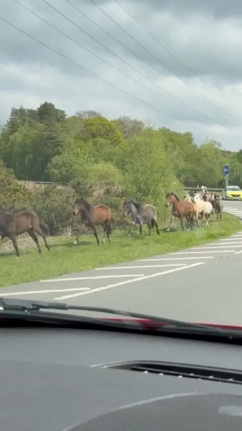 Six horses are running one behind the other on a piece of grass next to a road