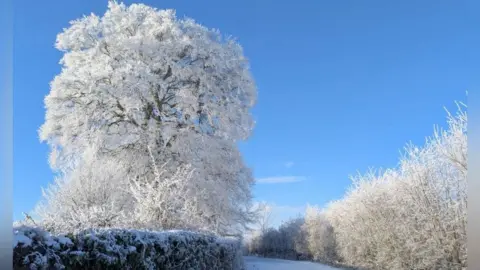 Pete Barnes Snow and ice covers hedges to either side of a snow-covered lane. The branches of a nearby tree have also turned white.