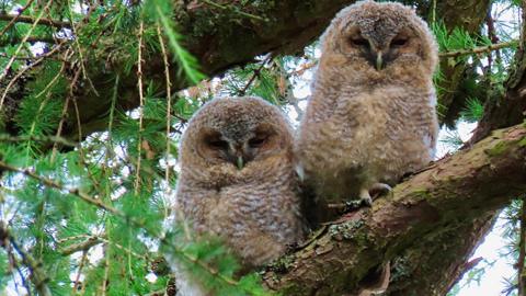 Owls in Kinver