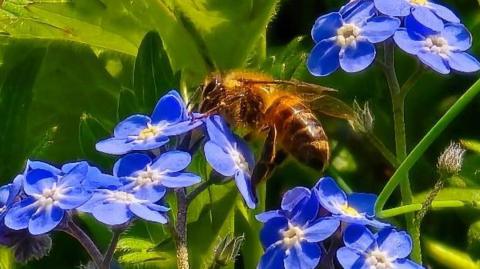 A Honey bee resting on blue flowers