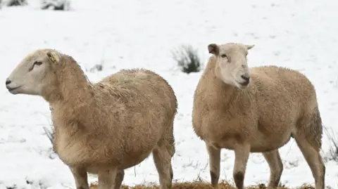 Two sheep in a field which is covered in light snow. Some green and brown shoots of grass can be seen in some patches on the ground. 