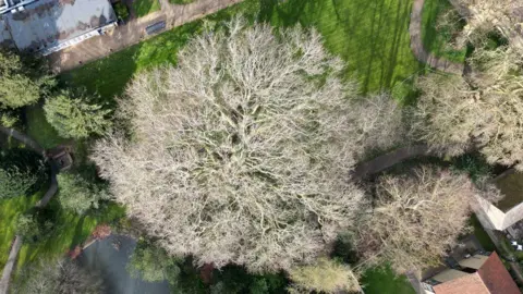 Steve Hubbard/BBC An aerial shot of a London plane tree in a walled garden in Ely. It shows the canopy of the largely leafless tree. Beneath it is grass and there are other smaller tree canopies beside it. 