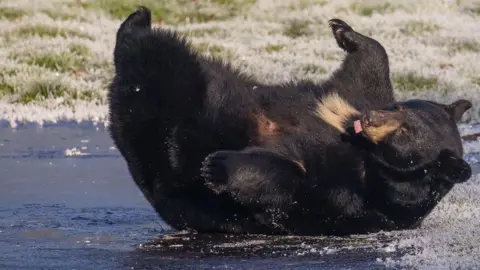 A black bear on its back on the edge of the frozen lake, looking like it is playing and having fun. Its body is spreadeagled with its paws in the air, and its pink tongue is poking out. We see one section of the lake, edged by frozen grass.