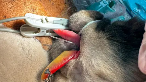 Falmouth Vets for Pets The dog has a small face and is brown and golden in colour. There is a hook in the dogs cheek. He is under surgery.
