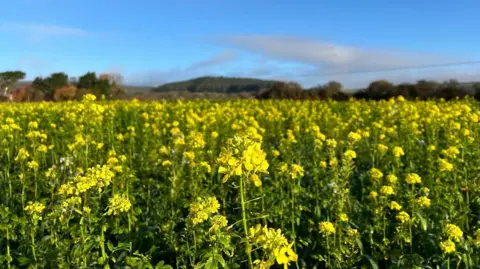 fiona A field of tall yellow flowers.