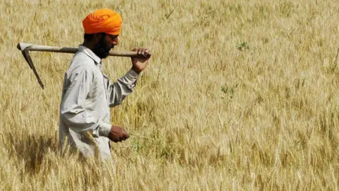 एएफपी गेटी इमेजेज के माध्यम से भारतीय किसान हरजीत सिंह अमृतसर के बाहरी इलाके खासा गांव के एक खेत में अपनी गेहूं की फसल काट रहे हैं।