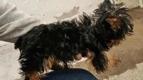 Dogs Trust Small black and brown shaggy Yorkshire terrier being held up by a person crouching on the floor in a room that looks damp and dirty 