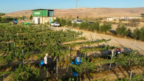 A wine farm in Israeli desert