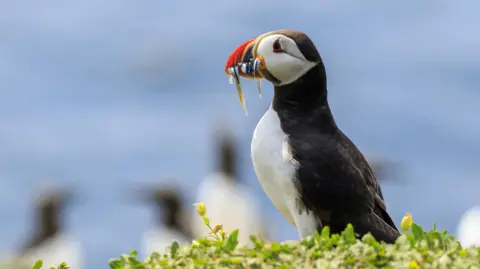 A puffin