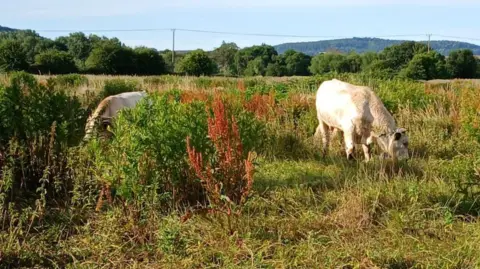 Two white cows are seen grazing in long grass. The cows have their heads bowed down in the vegetation. The sky is blue and the field is surrounded by a lines on trees.