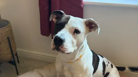 Supplied A white and brown Staffordshire bull terrier sitting in a dog bed in a living room. 