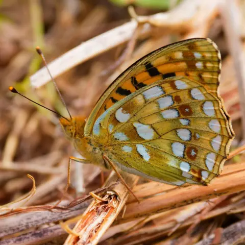 Paul Dunn The white spots of the underside of the wing of a high brown fritillary butterfly are visible when it stands upright on a light brown twig.