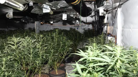 Essex Police Cannabis plants in pots have been laid out in rows inside a unit with white walls. Above the plants are ventilation pipes and lights.