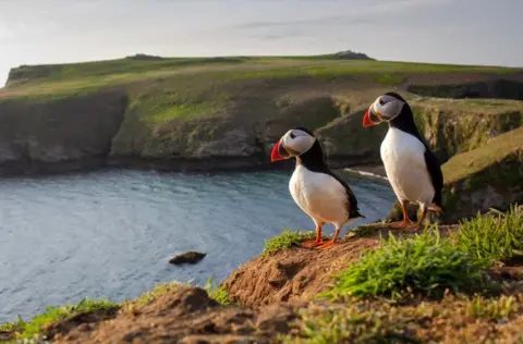 A pair of puffins on Skomer Island, Pembrokeshire