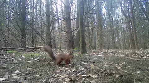 Carole Neesam A red squirrel is running across a woodland area 