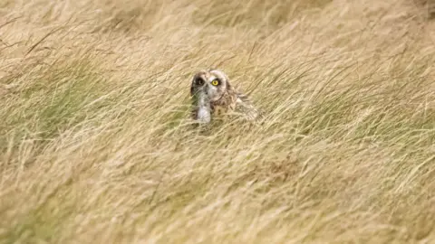 Elements Photography A short-eared owl sat in green long moorland grass. The owl has bright yellow eyes and is staring straight at the camera. It has a white chest and a patterned brown feather body. 