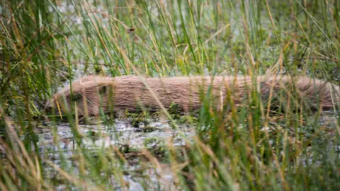 NOTTINGHAMSHIRE WILDLIFE TRUST An image of a beaver in water, surrounded by grass