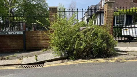 BBC/Sam Dixon-French Weeds growing out of a tree stump