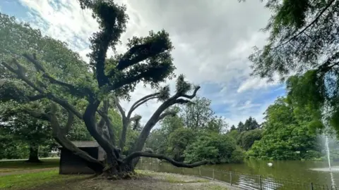 A large oak tree in a park. The tree has low twisted branches and is leaning over a river bed
