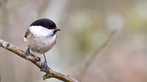 Willow tit