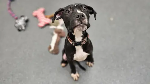 One of five puppies being care for by Bristol Animal Rescue Centre after being found abandoned in the Lawrence Hill area of the city