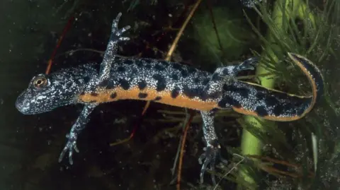 Getty Images A great crested newt floating underwater. It is grey with black spots, an orange underside and a tail.