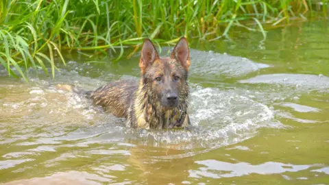 Northamptonshire Police Police Dog, Gru swimming 