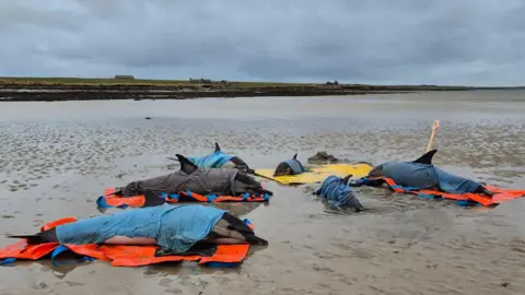 Six dolphins stranded on a beach. They are lying on orange mats and are covered with blue sheets.