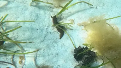 A a dark brown sea hare lies on the sandy sea bed, surrounded by green seaweed, with a mating circle of sea hares to the right and a bloom of algae. 