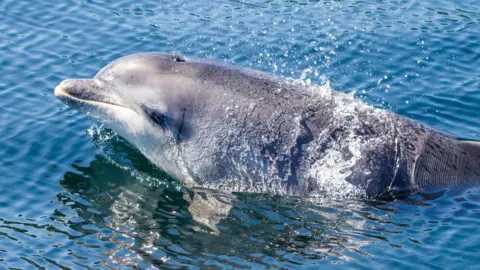 A dolphin glides through the water on a sunny day