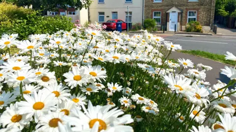 Gillingham Town Council A pollinator-friendly bank of wildflowers near a house. 