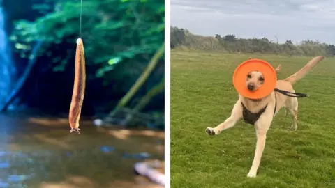 A split screen showing two photographs. The left photo shows a close-up of a slug hanging near a waterfall and the light makes it look luminescent. The right image has a dog catching a bright orange flying disc - his nose and eyes are poking through the centre of it and he is mid-run.