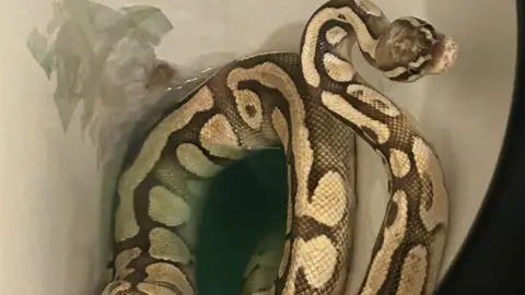 A coiled python in a toilet 