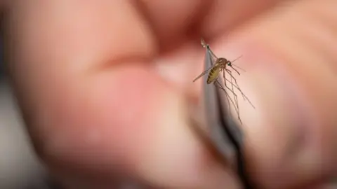 Getty Images An environmental health specialist holds a mosquito in tweezers to test for West Nile virus and Eastern equine encephalitis