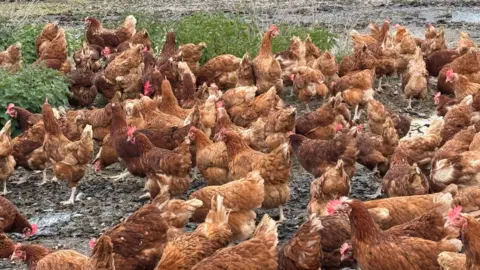 Hundred of chickens in a picture outside on mud and grass.
