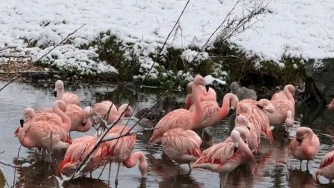 Welsh Mountain Zoo Pink flamingos in water with grass covered in snow beyond