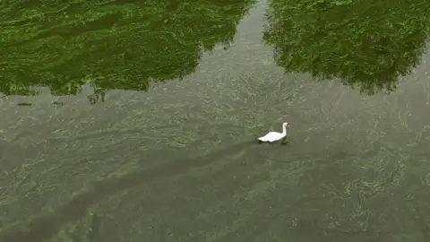 PA Media A swan swimming in the river, which is green in colour. The swan looks very white in comparison to the water.