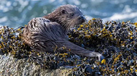 A wet otter lying on a bed of seaweed
