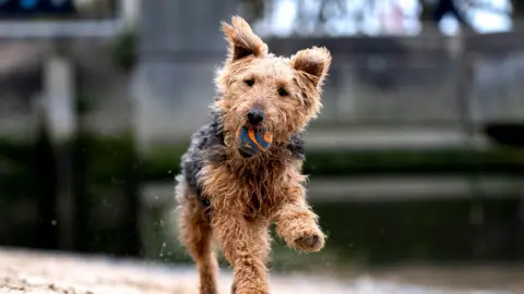 PA Media A picture of a dog running along a beach. It has an orange and blue ball in its mouth.