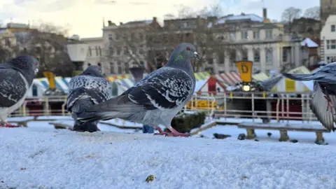 A group of pigeons sitting on top of a snow-covered wall. In the background is Norwich Market.