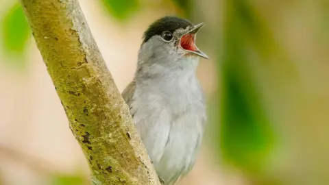Close up shot of a Eurasian blackcap perched on a tree branch. It is mostly light grey in colour with a patch of black on the top of its head. The background of the image is blurred out.