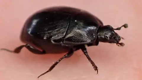 Black beetle on the palm of a hand. 